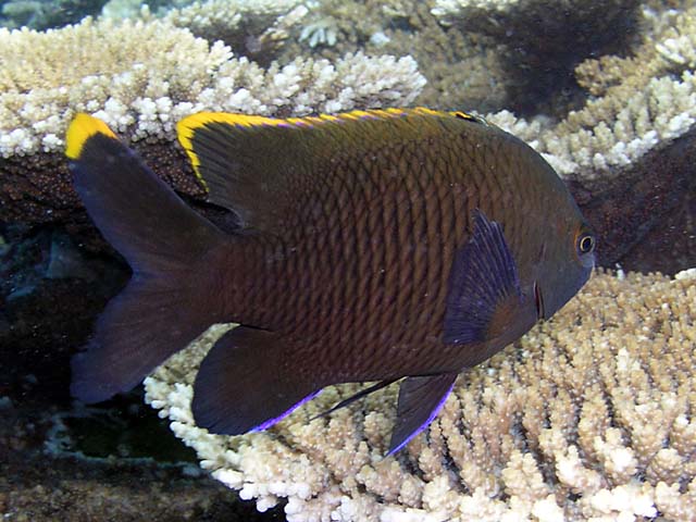 Stegastes apicalis